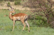 impala (19)